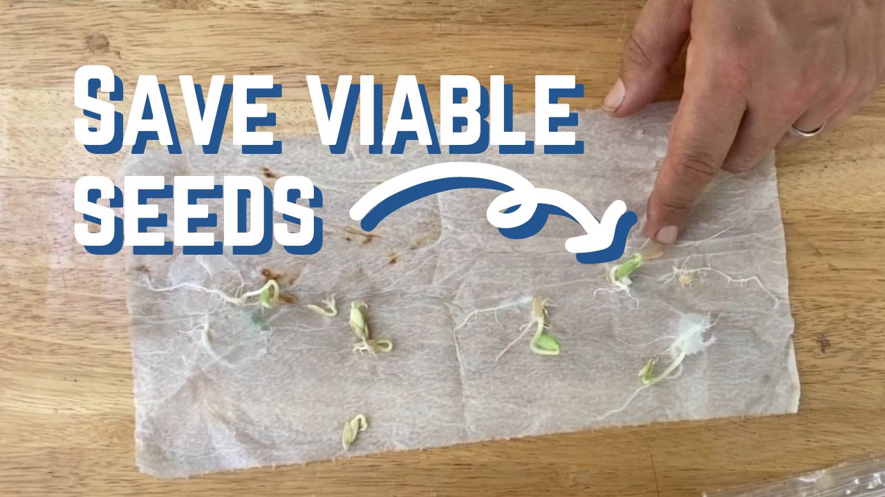 How To Store Reeds How to Store Seeds – Videos – Mother Earth News